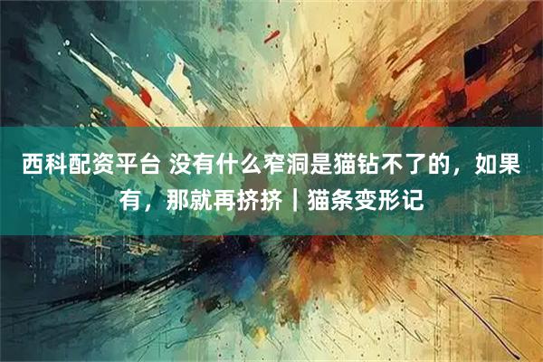 西科配资平台 没有什么窄洞是猫钻不了的，如果有，那就再挤挤｜猫条变形记